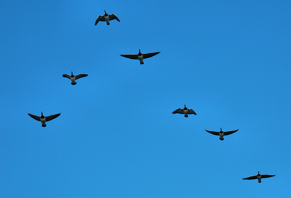 Picture of Barnacle Geese flying in a V formation