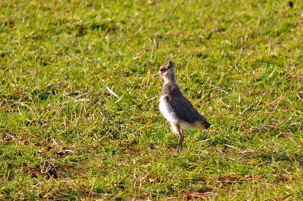 Picture of a Lapwing chick in a field