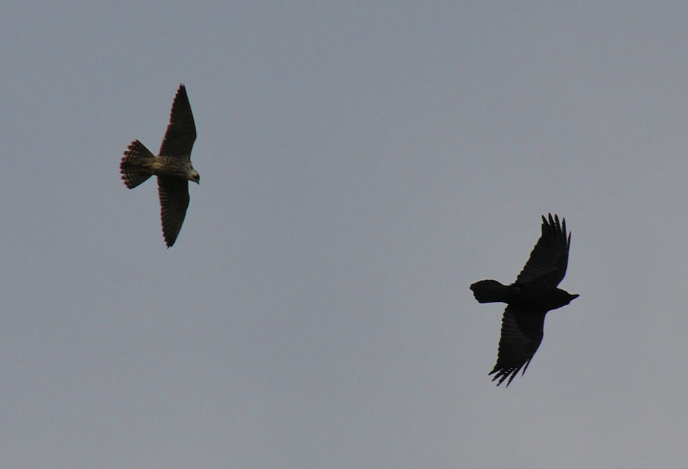 Picture of a Peregrine Falcon and a Raven