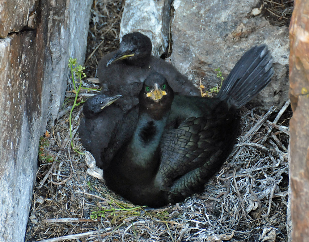Picture of two adults Shag with their young one