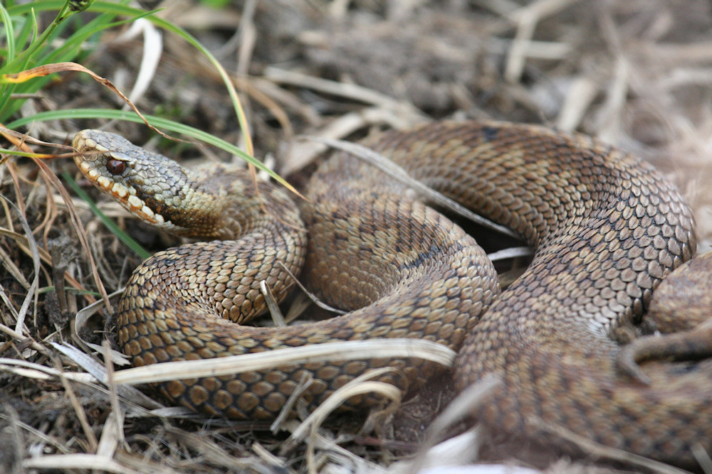 Picture of an Adder on a track