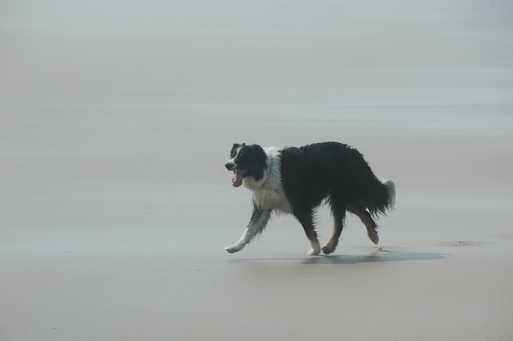 Picture of a border collie on a beach in foggy weather