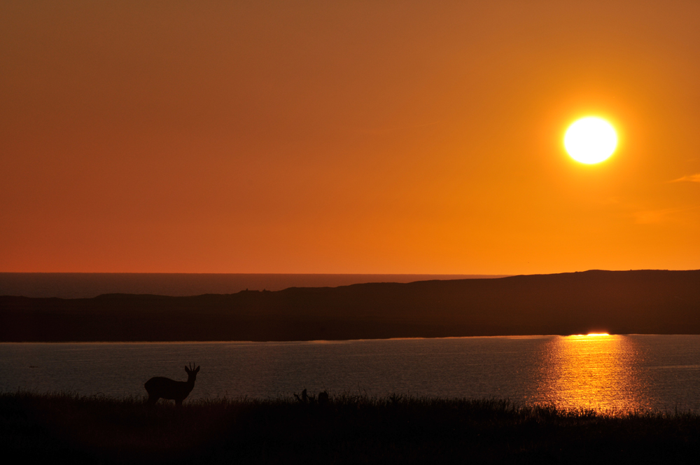 Picture of a deer above a loch at sunset