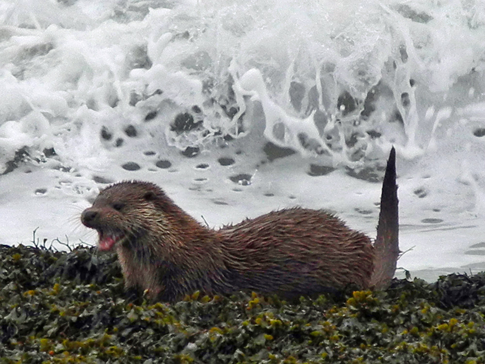 Picture of an Otter on some rocks, waves in the background