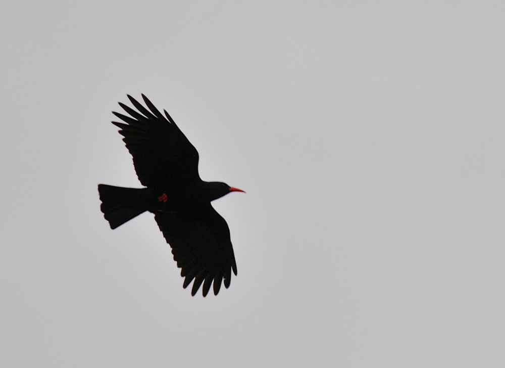 Picture of a chough in flight