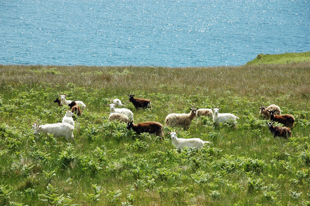 Picture of wild goats in bracken above the sea