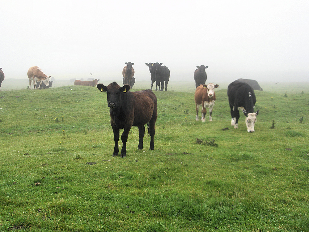 Picture of some cattle grazing in the fog