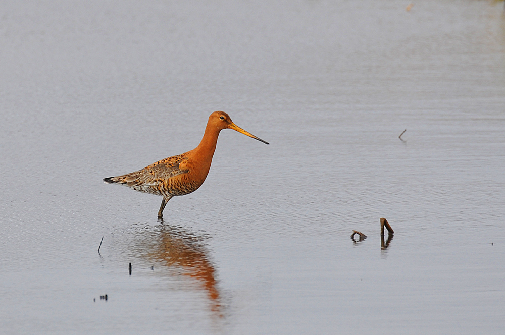 Picture of a Black-tailed Godwit wading in calm water