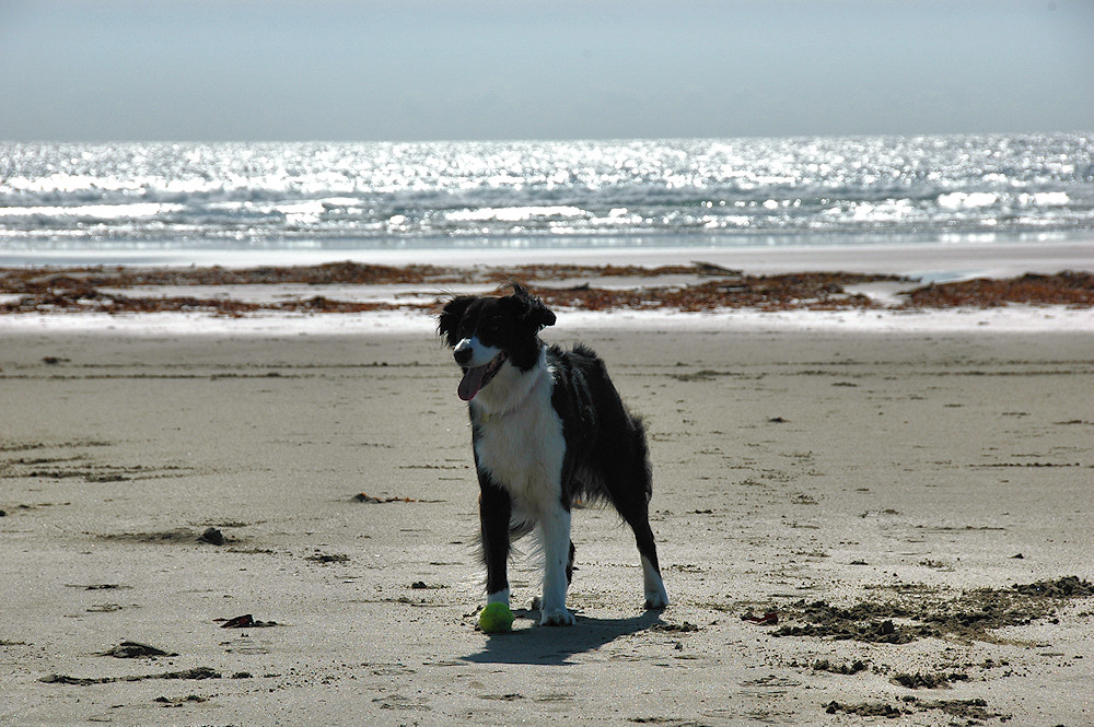Picture of a border collie on a beach