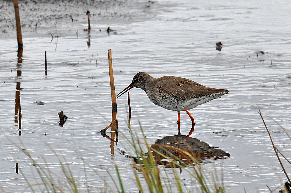 Picture of a Redshank wading in shallow water