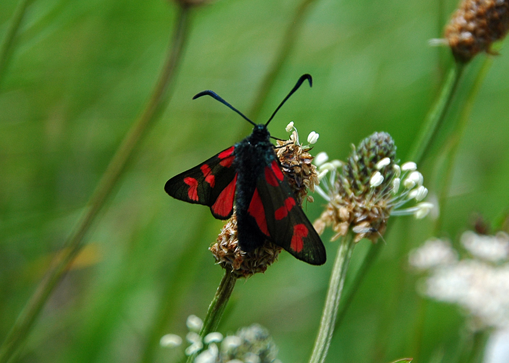 Picture of a Six Spotted Burnet Moth in high grass