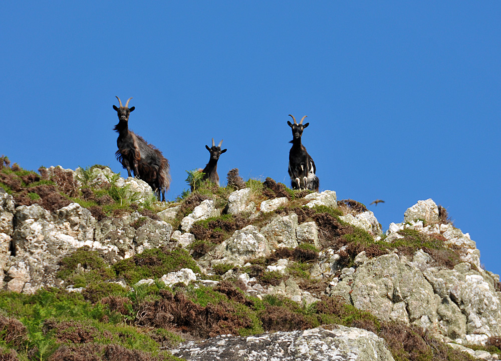 Picture of Goats high on rocks looking down