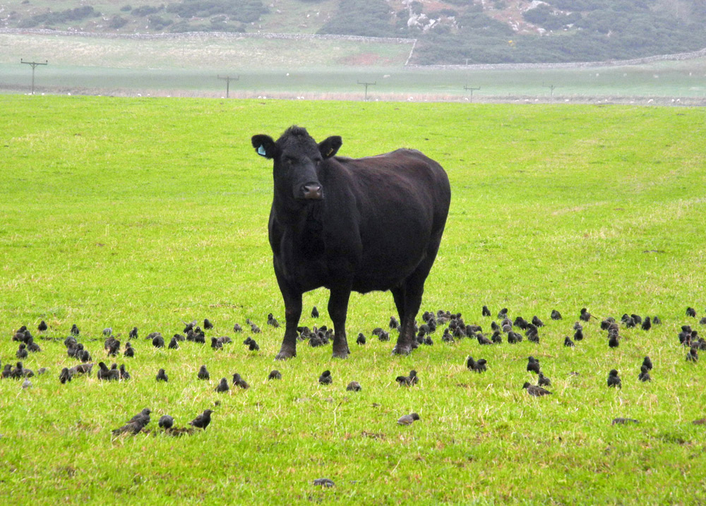 Picture of a cow in a field surrounded by Starlings