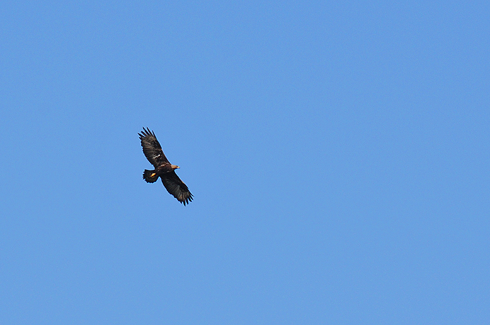 Picture of  a Golden Eagle high in the air