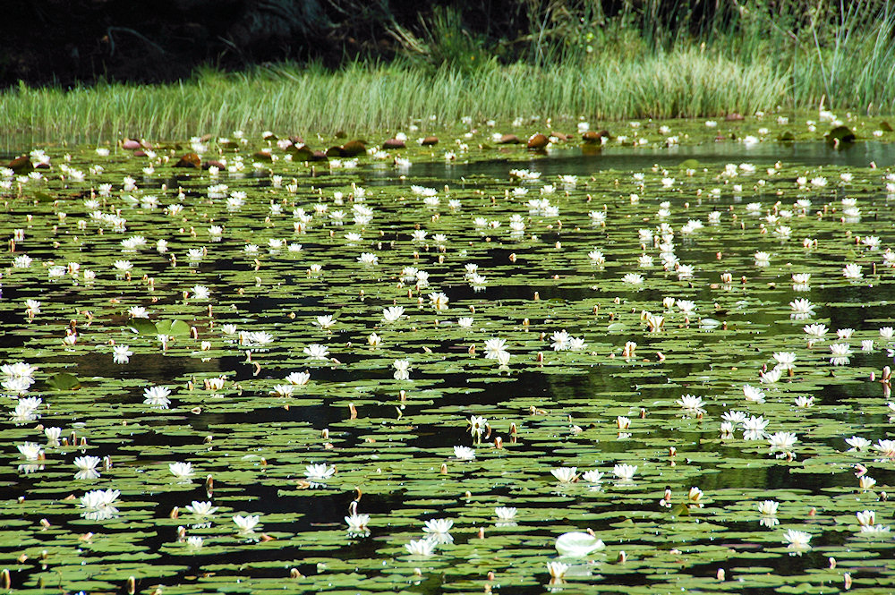 Picture of a loch covered with Water Lilies