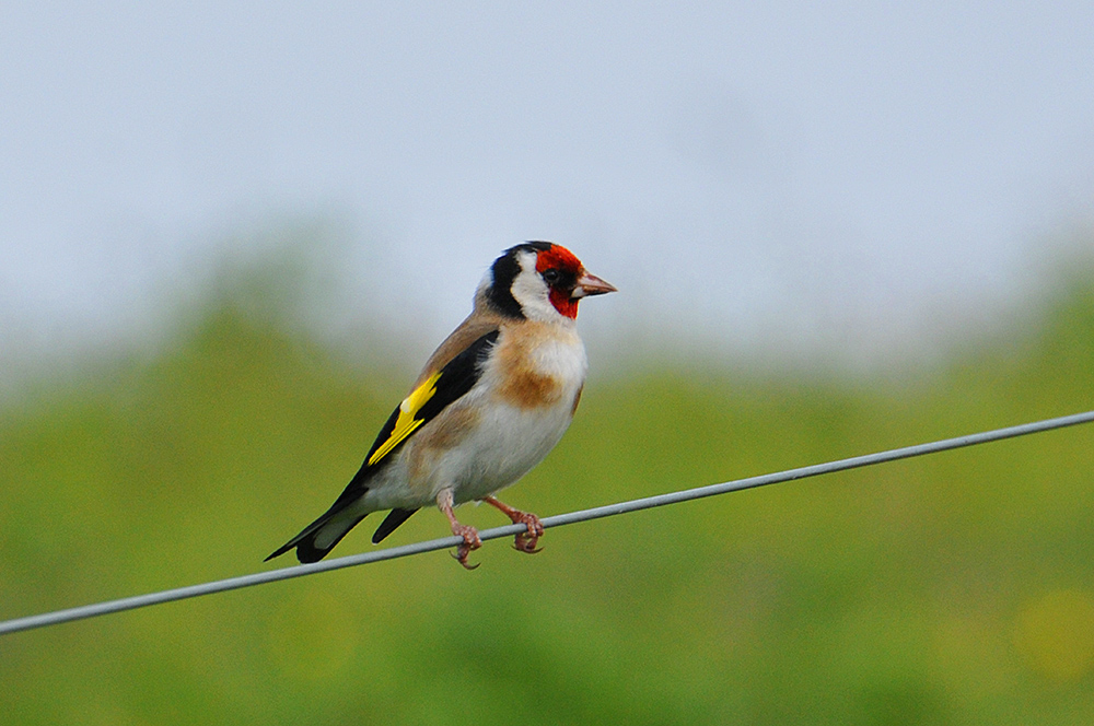 Picture of a Goldfinch sitting on a fence