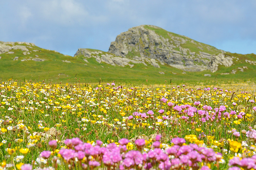 Picture of a colourful machair with lots of flowers, some low rocky hills in the background