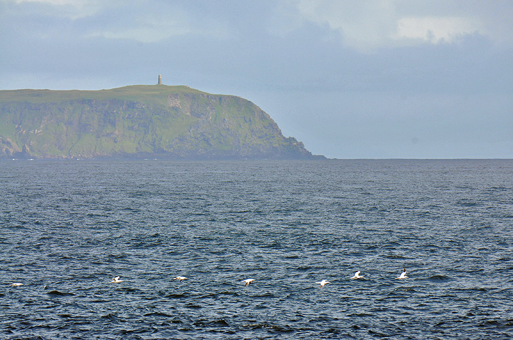 Picture of a mull with a monument on top, 7 Gannets passing by in front
