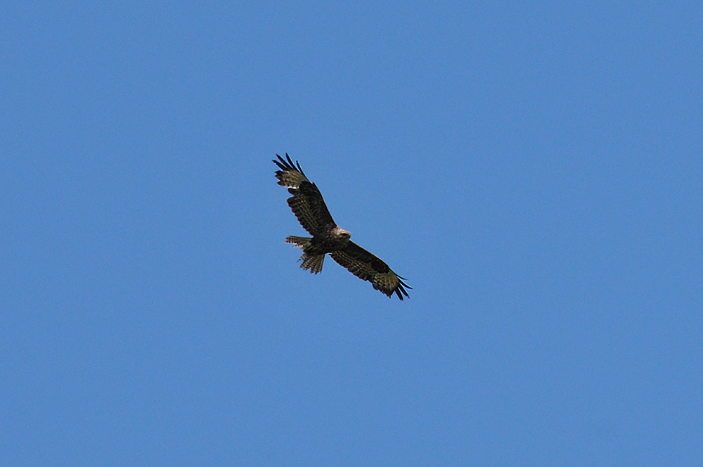 Picture of a scruffy looking Buzzard with many feathers missing