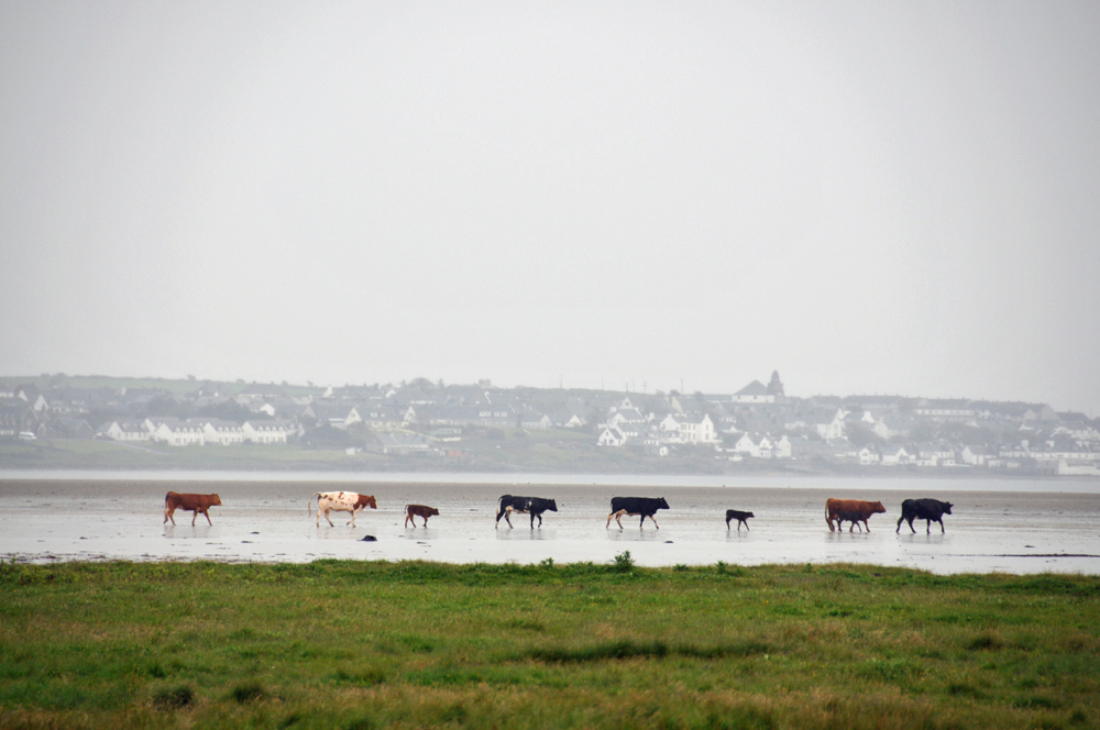 Picture of cows walking on a beach in the rain, a village in the distance