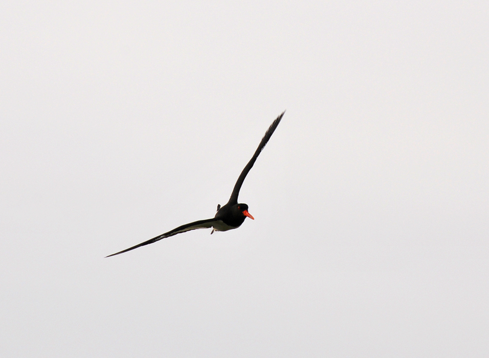 Picture of an Oystercatcher in flight, approaching the photographer