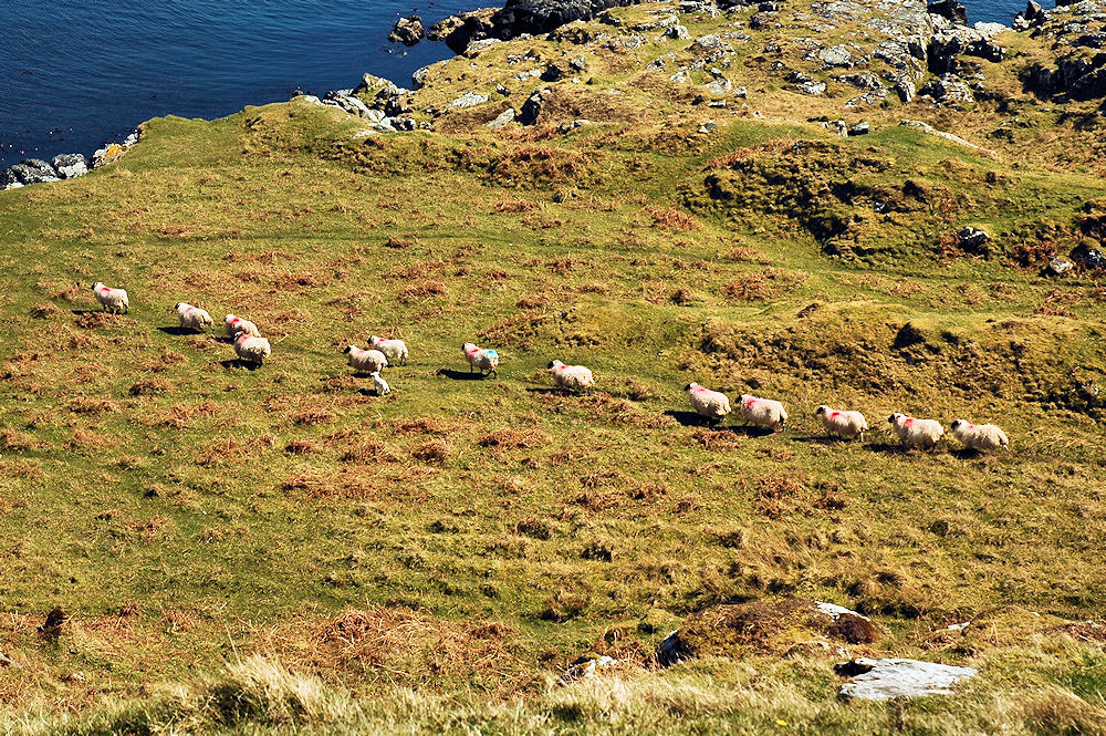 Picture of a line of sheep with a single lamb along a sheeptrail