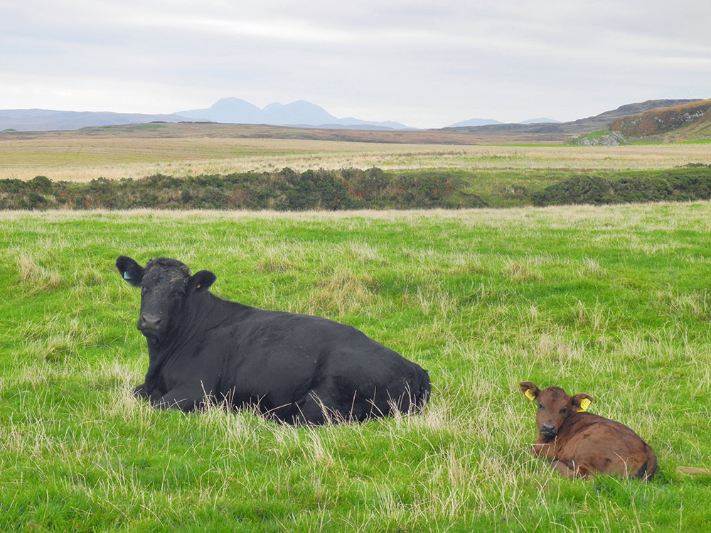 Picture of a cow with its young calf resting in a field, round shaped mountains in the background
