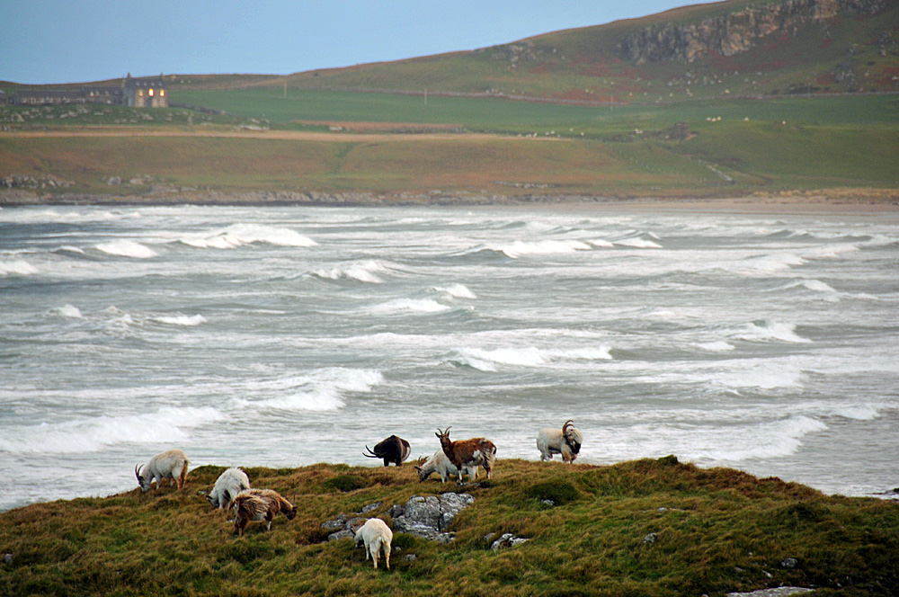 Picture of a small herd of wild goats on a hillock next to a bay