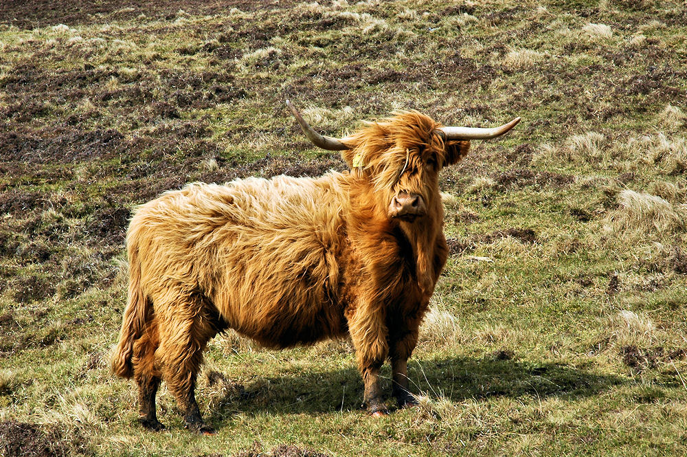 PIcture of a windswept Highland coo