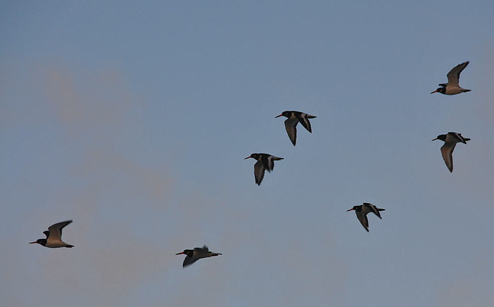Picture of 7 Oystercatchers in flight in the morning light
