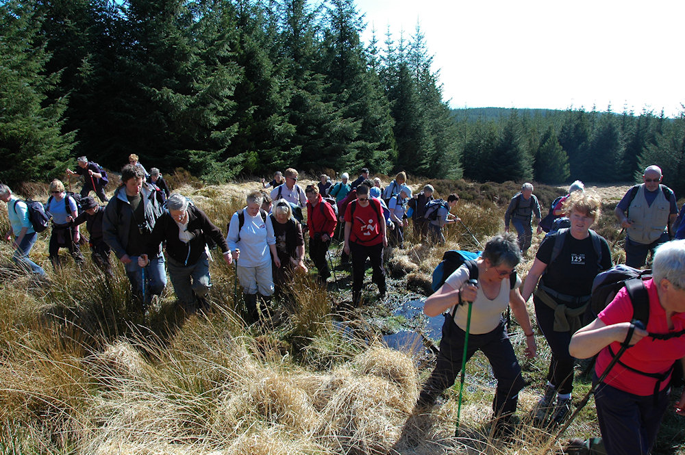 Picture of a large group of walkers navigating a boggy area on a walk through woods