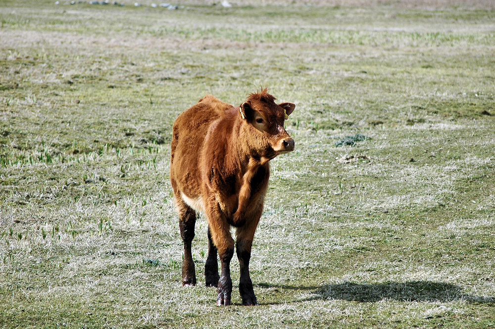 Picture of a calf in a field