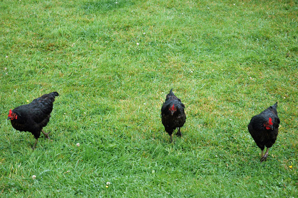 Picture of three wet black chicken on a rainy day