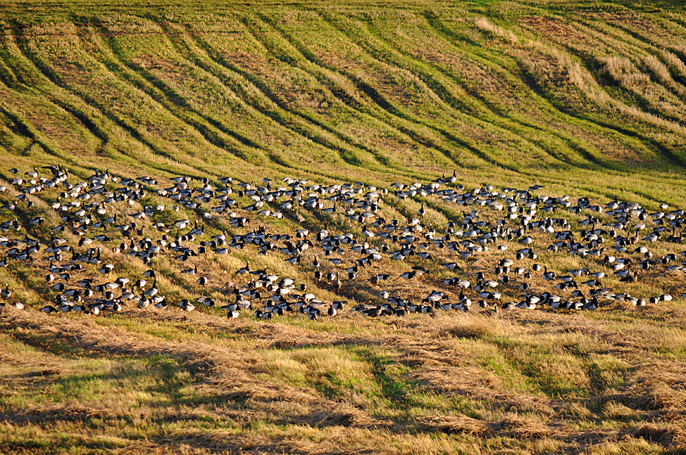 Picture of a large number of Barnacle Geese feeding in a field bathed in evening sunlight