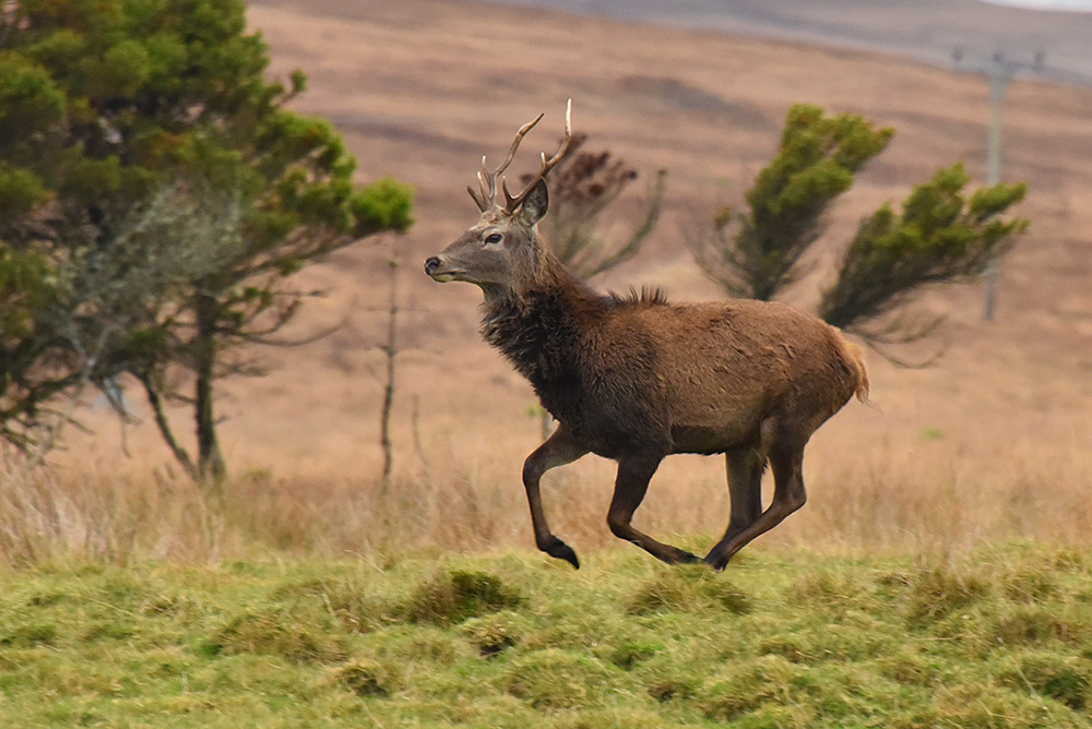 Picture of a young stag running