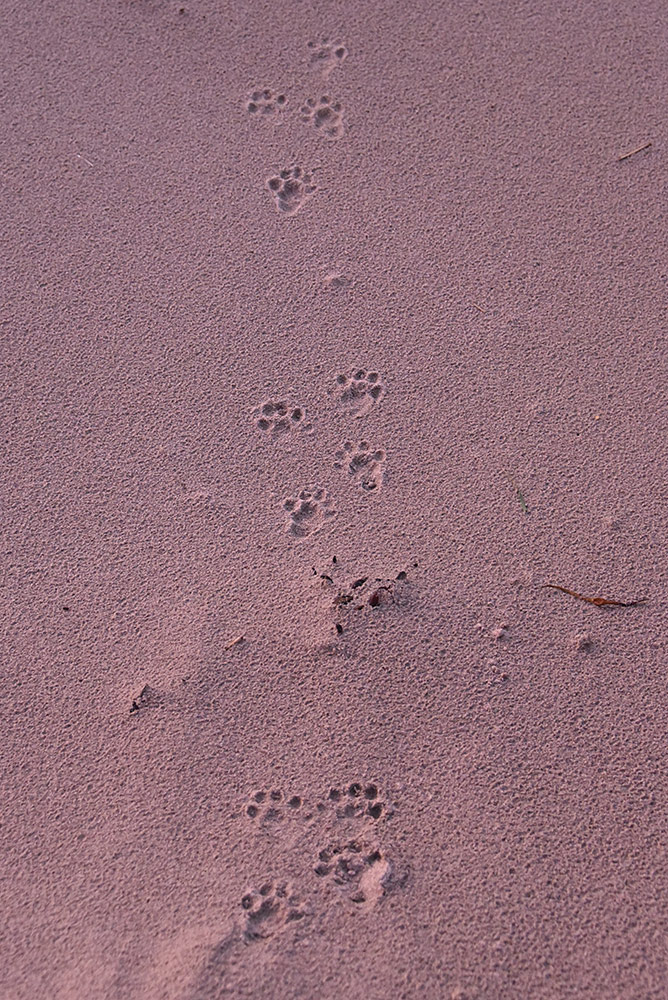 Picture of Otter prints on a beach