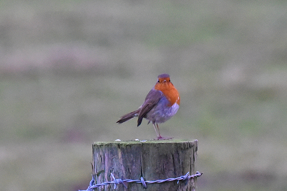 Picture of a Robin sitting on a fence post