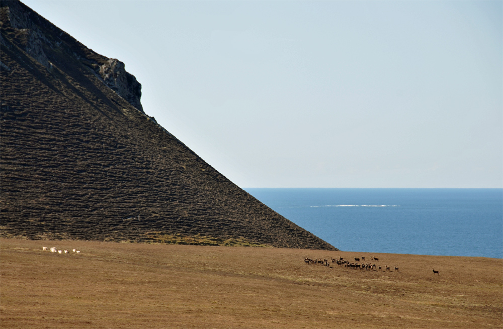 Picture of herds of Goat and Deer on a raised beach below a hill