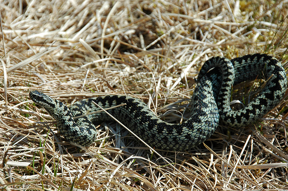 Picture of an Adder in high grass