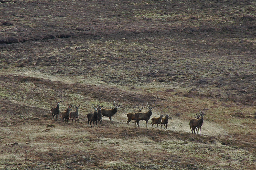 Picture of a herd of deer on the side of a hill