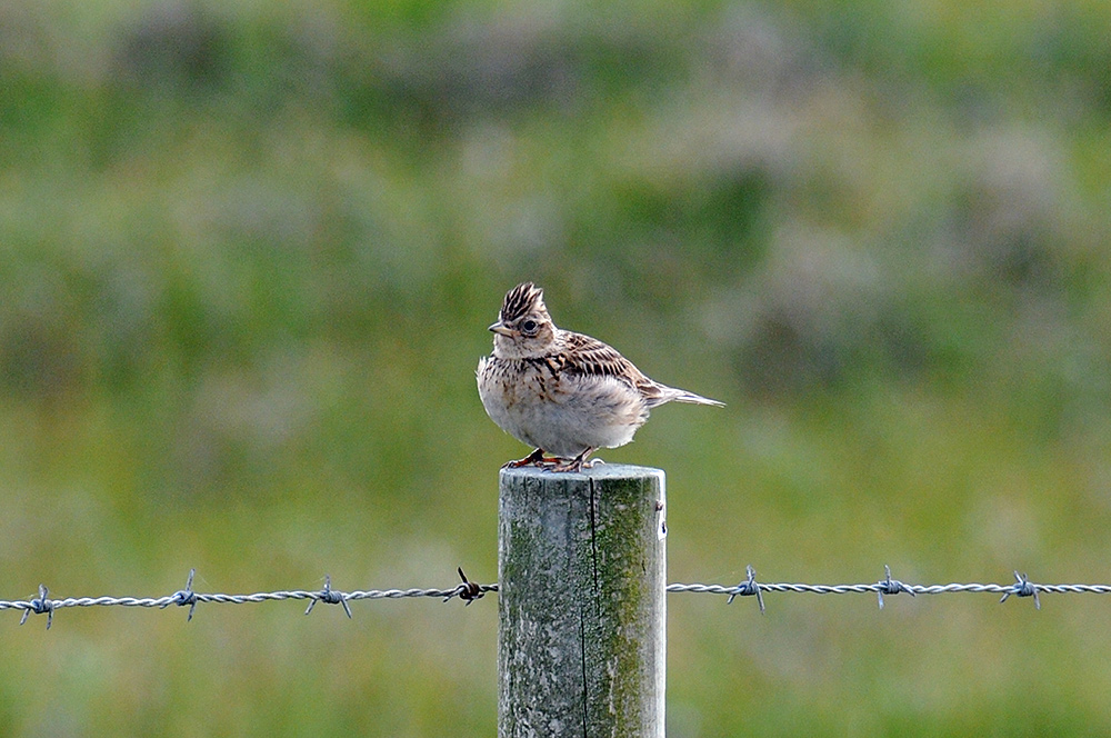 Picture of a Skylark sitting on a fence post