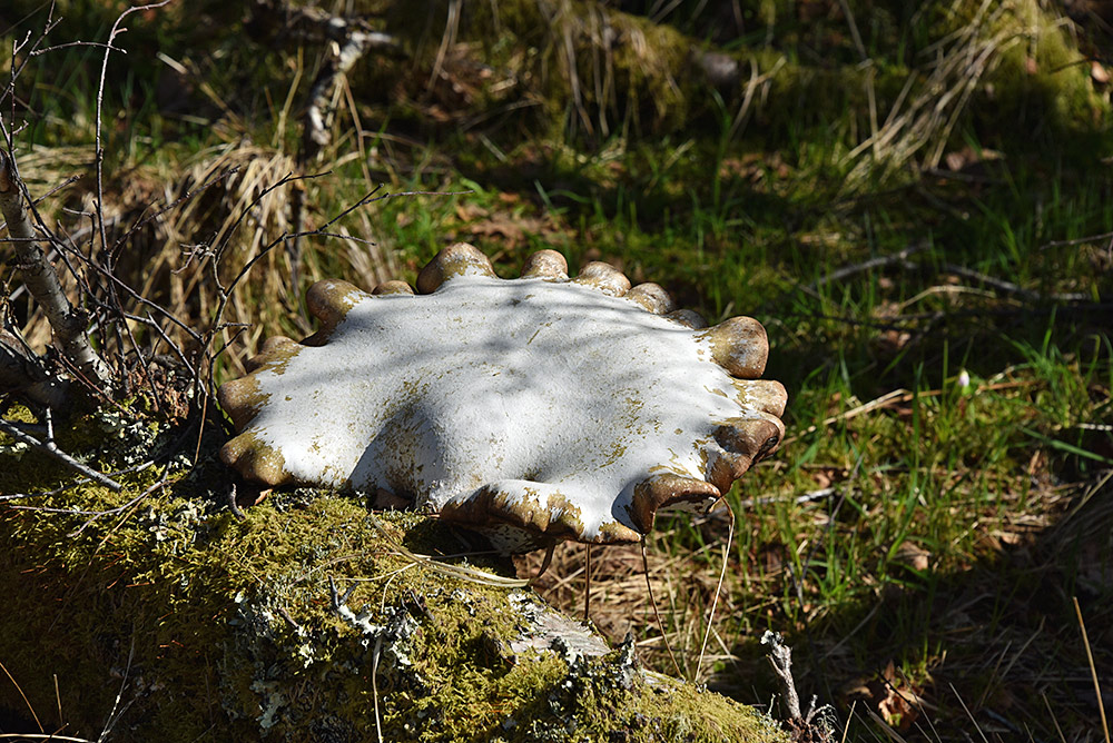 Picture of a large fungus growing on a fallen tree
