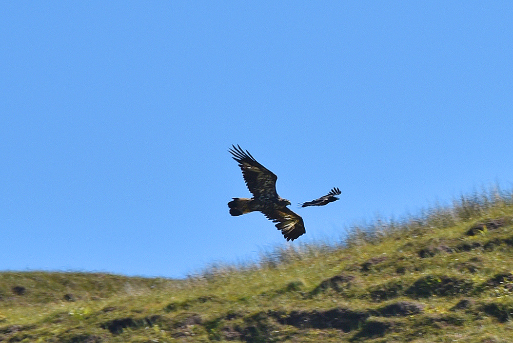 Picture of a Buzzard and a Crow flying close to the ground