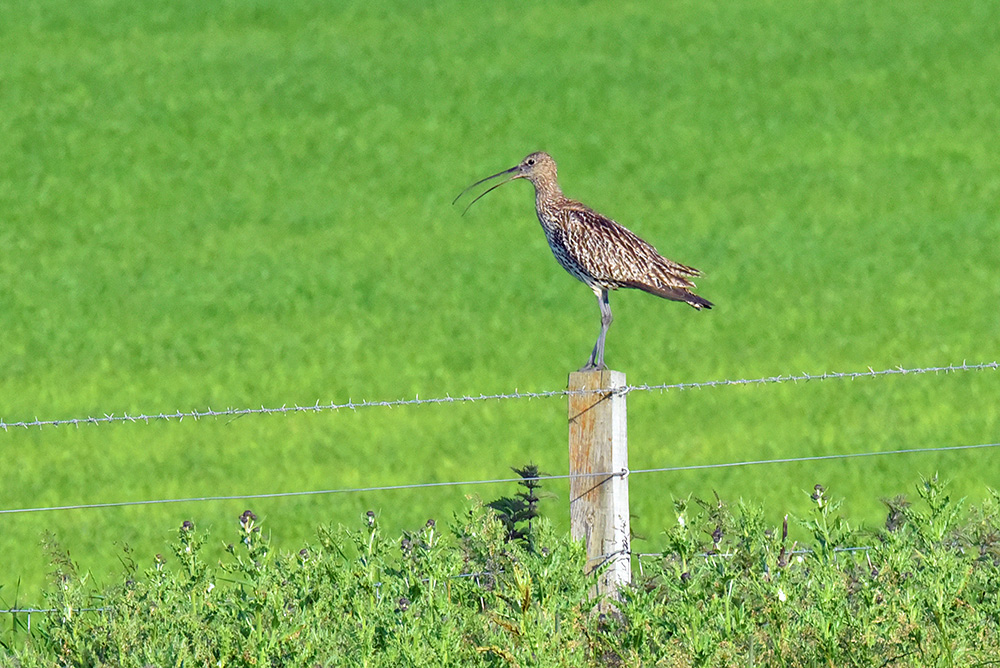 Picture of a Curlew on the top of a fence post, beak open as it is calling
