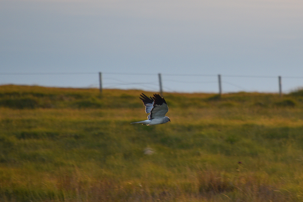 Picture of a male Hen Harrier flying low over fields in the late evening light