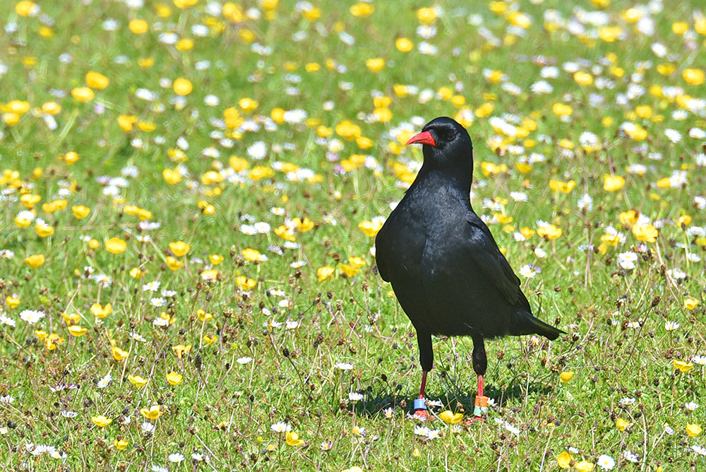 Picture of a Chough standing on a colourful machair