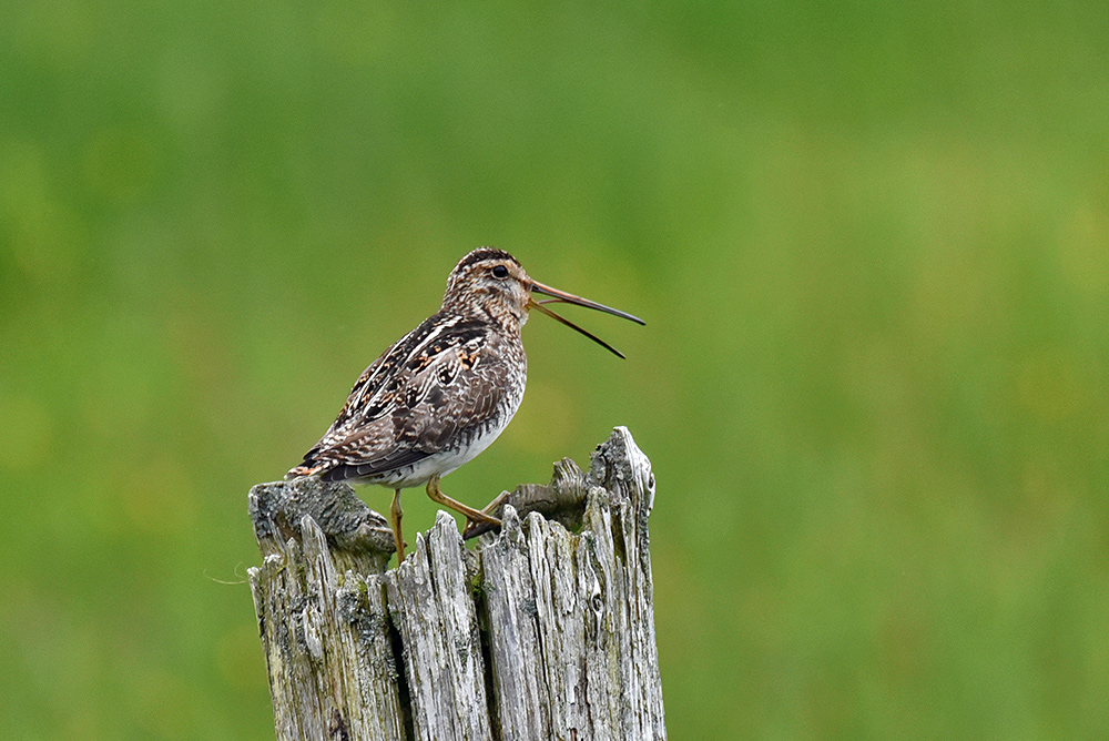 Picture of a Snipe sitting on an old wooden post