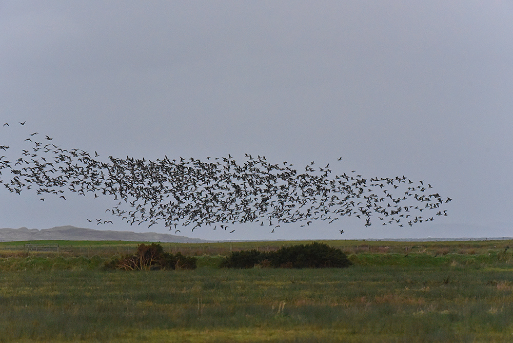 Picture of a large group of Barnacle Geese in flight