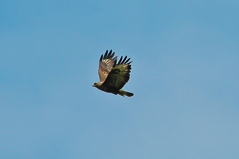 Picture of a Buzzard in flight