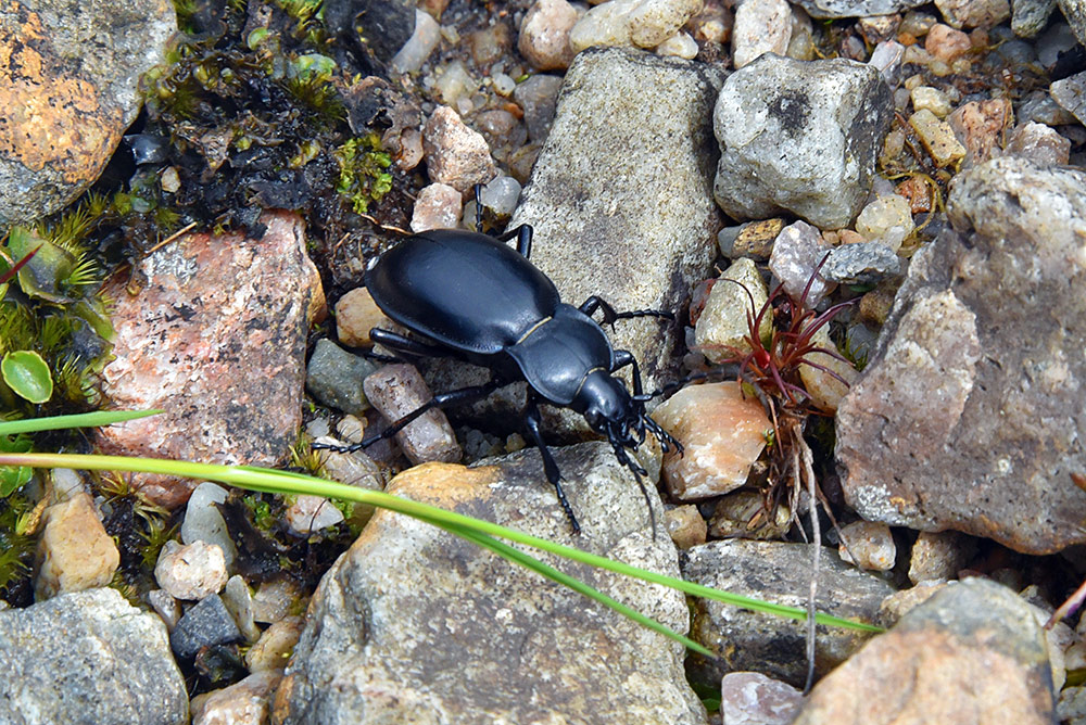 Picture of a black beetle crawling over stones